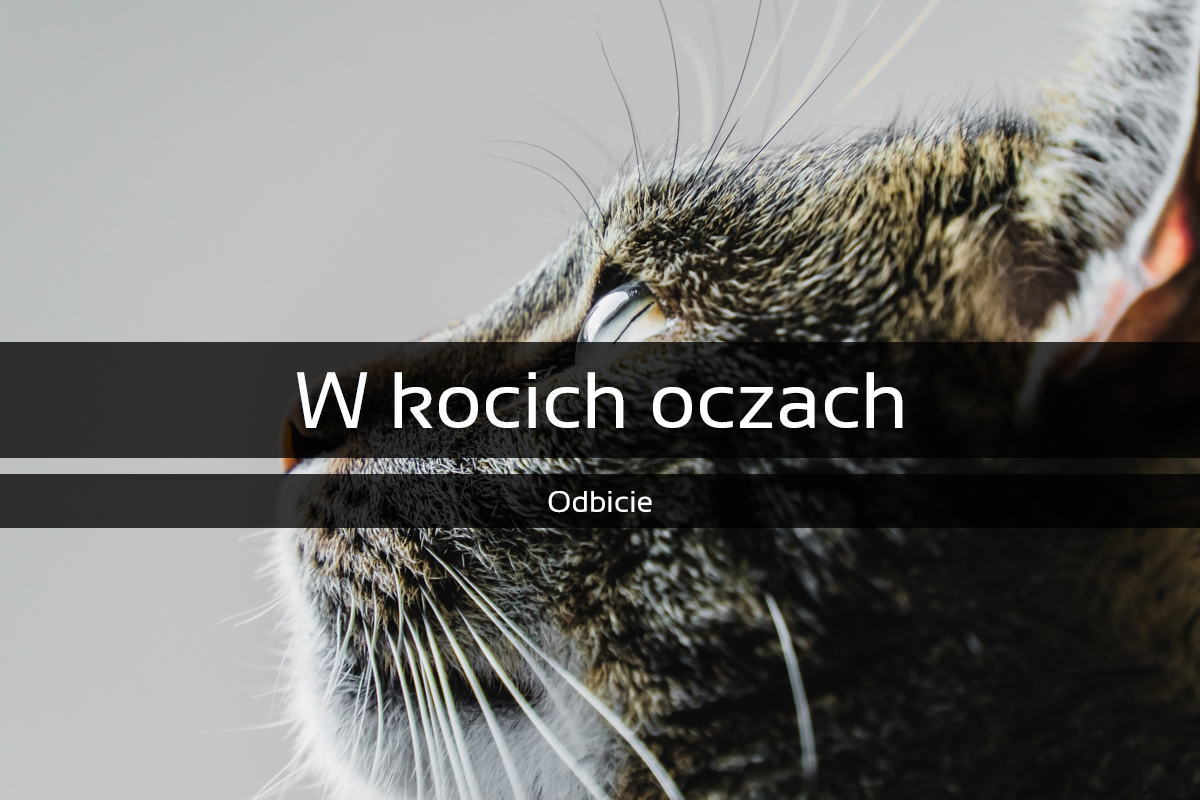 W kocich oczach