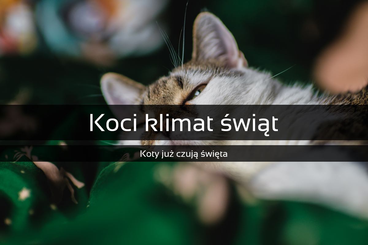 Koty już czują klimat świąt